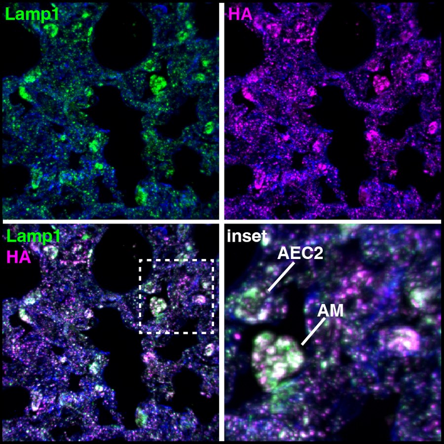 Lamp1 and HA immunofluorescence in mouse lung