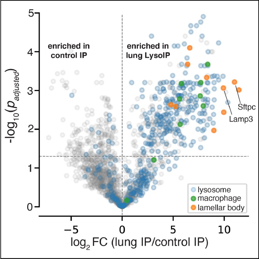 Volcano plot of lung lysosome proteomics