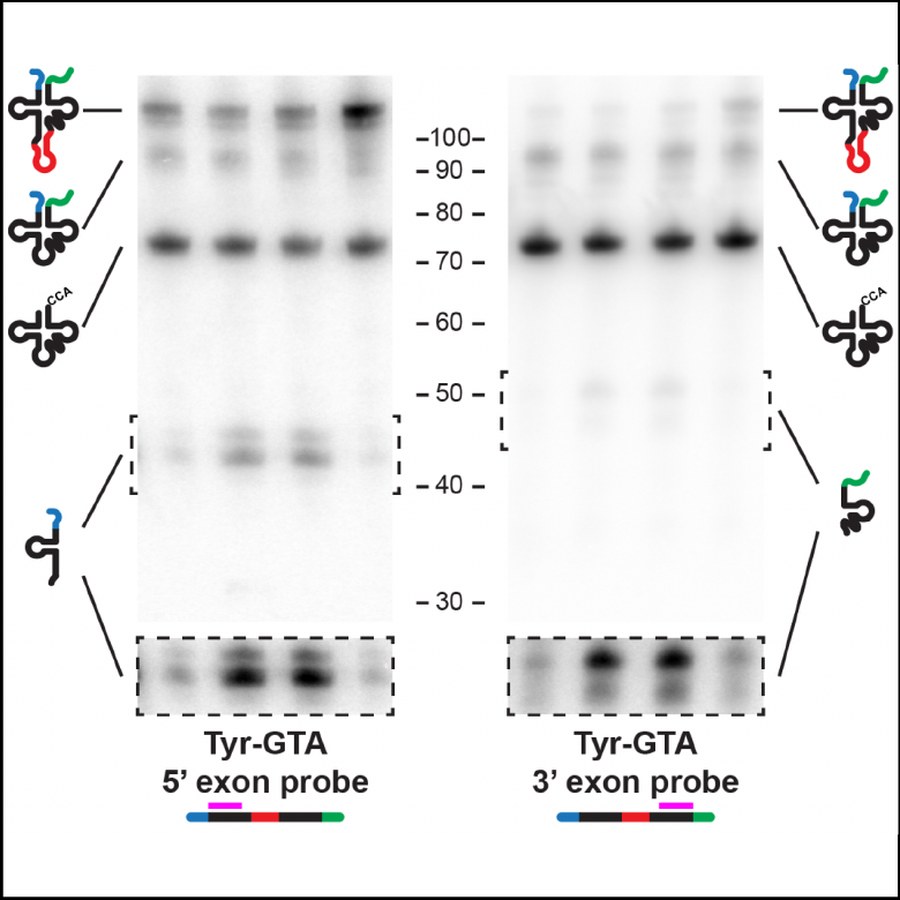 Northern blots of tRNA processing intermediates